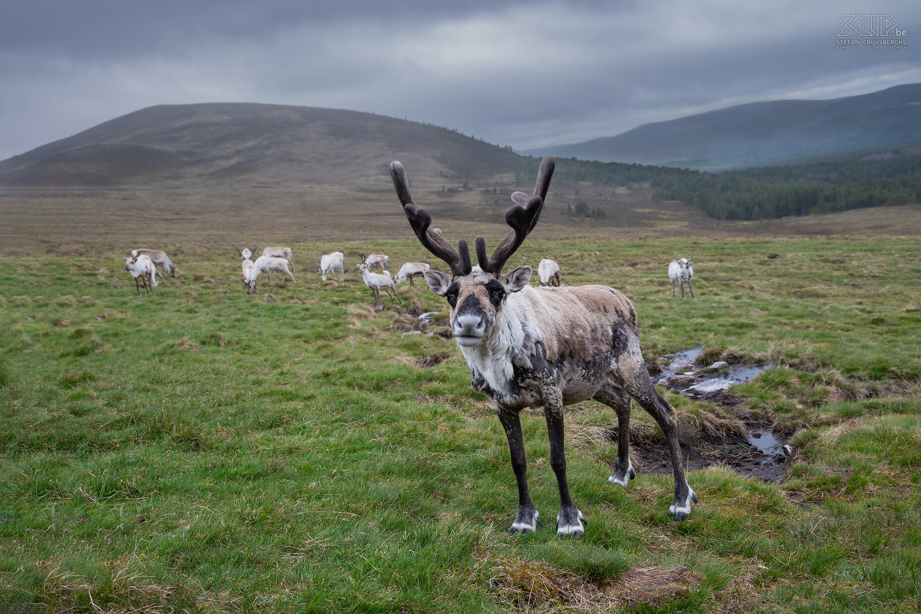 Cairngorms - Reindeers There is always some snow high up in the Cairngorms National Park. And their you can visit the semi-wild reindeer herd. These reindeer are important for grazing the many grasslands in the mountains. Wild British reindeer had not been found in the landscape for several hundred years. But in 1952 a center was established and reindeer were reintroduced. Today, around 150 reindeer live here, making a sustainable contribution to the landscape of the Scottish Highlands. Stefan Cruysberghs